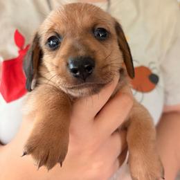 Red boy 1-lefty - Red male Dachshund puppy in Lady Lake, Florida from Shotzie Doxie Co.