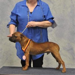 Juice - Staffordshire Bull Terrier