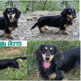 Axel - Dachshund