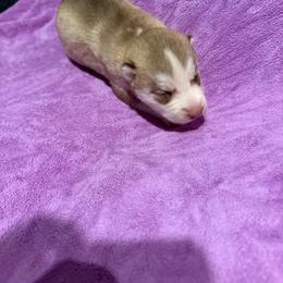 Girl 1 - Red and white female Siberian Husky puppy in Westfield, Vermont from Snowdancer Kennels, Reg