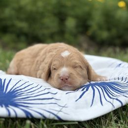 Boomer - Apricot male Goldendoodle puppy in Pleasant Prairie, Wisconsin from Prairie Doodle Dogs