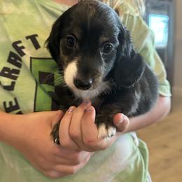 Black and White - Black male Dachshund puppy in Fort Worth, Texas from Honey B’s Doxies