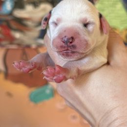 1st pick female - White and black female Dalmatian puppy in Lake Mathews, California from Bully Market