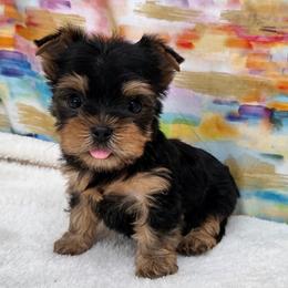 Binx - Black and tan male Yorkshire Terrier puppy in Monticello, Iowa from Ashley’s Puppies