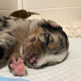 Miniature Australian Shepherd Puppies from Blue Skye's Miniature Australian Shepherds