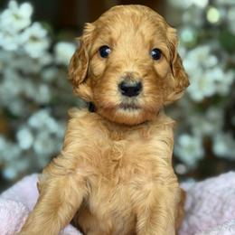 Paris - Apricot female Goldendoodle puppy in Yuciapa, California from AlltheDoodlez_