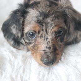 Dachshund Puppies from Dixon Dachshunds