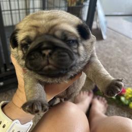 Red - Fawn male Pug puppy in Baylis, Illinois from Cameo's Pugs