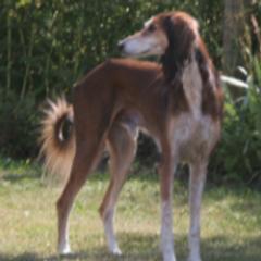 Salukis from Amrika Saluki