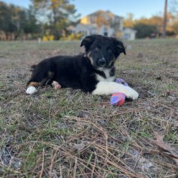 Australian Shepherd Puppies from Copper Top Aussies