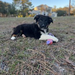 Australian Shepherd Puppies from Copper Top Aussies