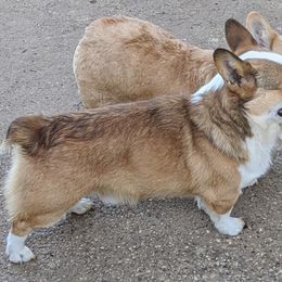 Pembroke Welsh Corgi All Grown Up from Eclipseann