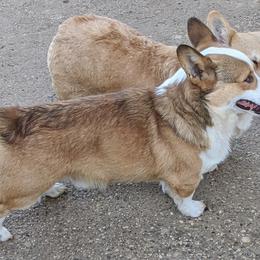 Pembroke Welsh Corgi All Grown Up from Eclipseann
