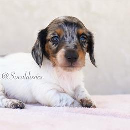 Bullseye - Black and tan male Dachshund puppy in Apple Valley, California from Socaldoxies