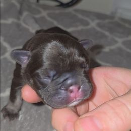 Female tri - Tricolors female French Bulldog puppy in Phoenix, Arizona from ANE French Bulldogs