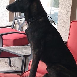xDutch Shepherd All Grown Up from We Like it Ruff Working K9 Breeding and Training