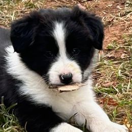Boy 3 - Border Collie puppy in Mt. Jackson, Virginia from Timeless Border Collies