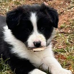 Boy 3 - Border Collie puppy in Mt. Jackson, Virginia from Timeless Border Collies