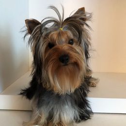 Honora - Yorkshire Terrier