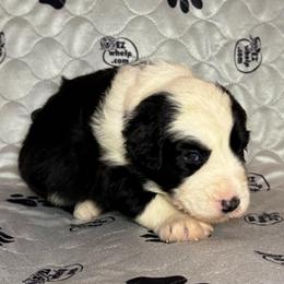 JUNIPER - Black and white female Sheepadoodle puppy in Riverside, California from Downtown Doodles & Frenchies