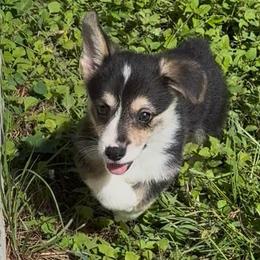 AKC Green - Black and tan male Pembroke Welsh Corgi puppy in Summerfield, Florida from Promise Land Farm