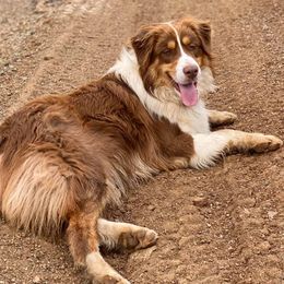 Miniature Australian Shepherds from Diamond Arrow Aussies