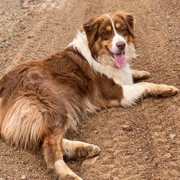 Miniature Australian Shepherds from Diamond Arrow Aussies