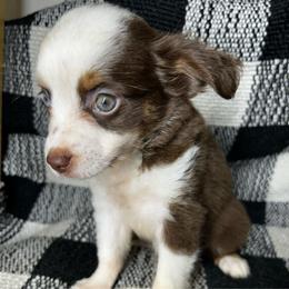 Girl 1 - Red tri female Miniature Australian Shepherd puppy in Hokes Bluff, Alabama from Alegria Toy Aussies