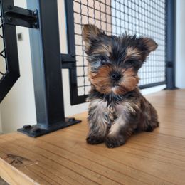 Yorkshire Terrier Puppies from North Texas AKC Yorkies