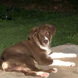 Australian Shepherds from Briggs Aussies