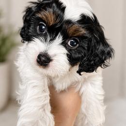 Cavapoo Puppies from Joyler Puppies