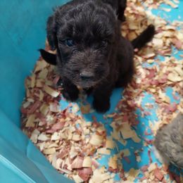 Aussiedoodle Puppies from S & L Oodles of Doodles