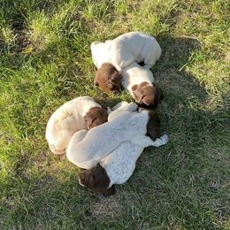 German Shorthaired Pointers from West Point GSP