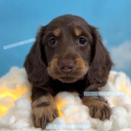 Cessna - Chocolate and tan female Dachshund puppy in Chandler, Arizona from Vonaducci Doxies, LLC.