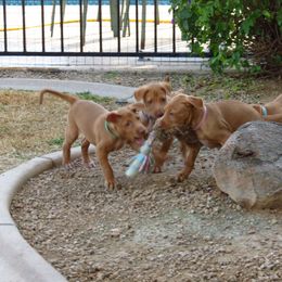 Pharaoh Hound Puppies from Du Ciel Pharaoh Hounds