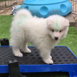 Green boy - White and biscuit male Samoyed puppy in Elwell, Michigan from Limelight Samoyeds