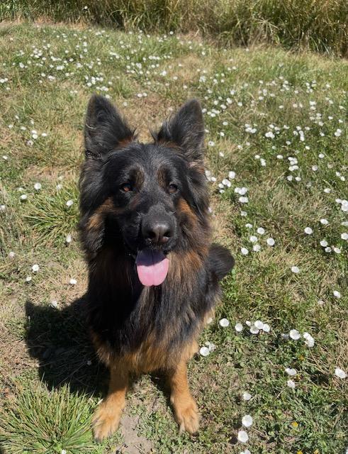 Darja