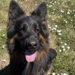 Darja - German Shepherd