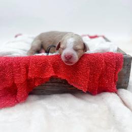 Boy 3 - Apricot male Goldendoodle puppy in North Carolina from Tuxedo Mountain Doodles