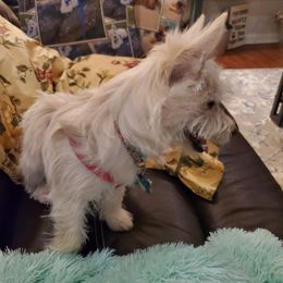 Cairn Terrier Puppies from Ferguson's Cairn Terriers