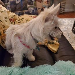 Cairn Terrier Puppies from Ferguson's Cairn Terriers