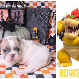 Bowser - White and fawn male French Bulldog puppy in Denver, Colorado from Mecham Family kennels -MechamFrenchies