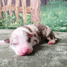 Ned - White and red merle male Border Collie puppy in Avilla, Indiana from Borderline Kennels