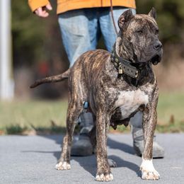 Ch Vixie del River City - Perro de Presa Canario