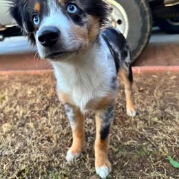 Miniature Australian Shepherd All Grown Up from Furrever.Mini.Aussies.llc