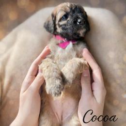 Cocoa - Wheaten female Whoodle puppy in Knoxville, Tennessee from Fleury Farm Doodles TN