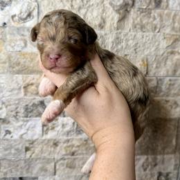 Lark - Merle female Bernedoodle puppy in Midland, Michigan from Northern Charm Farm