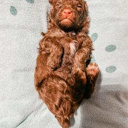 Samual - Brown male Poodle puppy in Flint, Michigan from Anytime Doodles