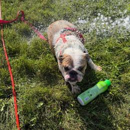 Bailey - Red and white female Bulldog puppy in Hopkins, Missouri from Mowry Creek Mini Aussiedoodles and More