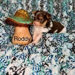 Roddy - Chocolate, tan and white male Yorkshire Terrier puppy in Clarksburg, Indiana from Hidden Gems Parti Yorkies